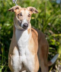 Nick the Greyhound at Greyhound Friends of New Jersey