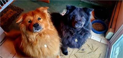 Bonnie & Clyde the Chow Chow Mixes at Animal Alliance of NJ