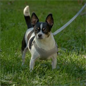 Stella the Chihuahua at Animal Alliance of NJ