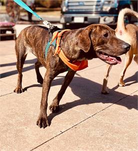 Carla the Hound Mix at Animal Alliance of NJ