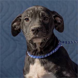 Declan the Hound Mix at Animal Alliance of NJ 