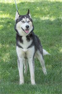 Ivan the Siberian Husky at Animal Alliance of NJ