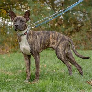 Steuben the Hound Mix at Animal Alliance of NJ