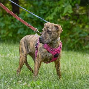 Bobby the Hound & Terrier Mix at Animal Alliance of NJ