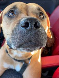 Leslie the Hound Mix at Animal Alliance of NJ