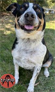 Kooper the Mixed Breed at Animal Welfare Association of New Jersey