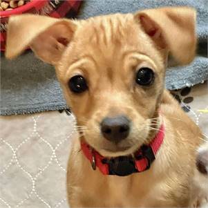 Wendy the Terrier & Jack Russell Terrier Mix at A Second Chance for Ziva