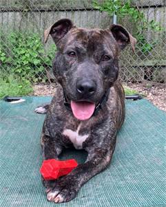 Monty the Pit Bull Terrier Mix at AHS-Tinton Falls