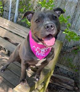 Katherine the Pit Bull Terrier Mix at AHS-Tinton Falls