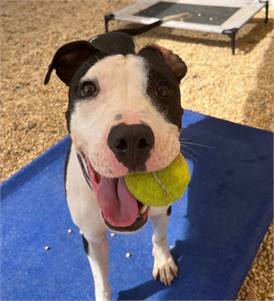 Buttercup the Pit Bull Terrier Mix at AHS-Tinton Falls