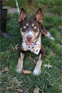 Roxy the Siberian Husky Mix at AHS-Tinton Falls