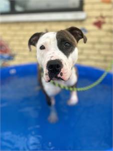 Titan the Pit Bull Terrier Mix at Associated Humane Societies - Newark