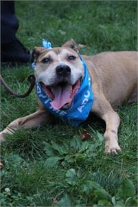 Sammy the Pit Bull Terrier Mix at Associated Humane Societies - Newark