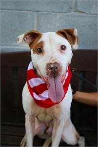 Wendell the Pit Bull Terrier Mix at Associated Humane Societies - Newark