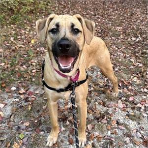 Elsie the Mixed Breed at Beacon Animal Rescue