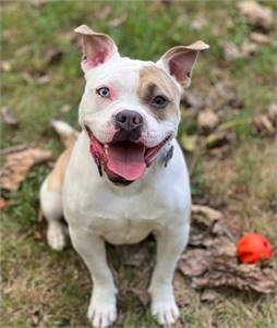 Lovebug the American Bulldog Mix at Best Friend Dog and Animal Adoption, Inc.