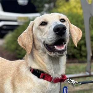 Massy the Labrador Retriever & Beagle Mix at Big Dog Rescue Project