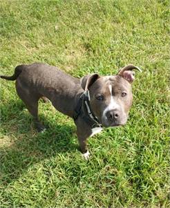 Diesel the Terrier Mix at Cape May County Animal Shelter and Adoption Center