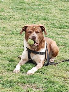 Thano the Pointer Mix at Cape May County Animal Shelter and Adoption Center