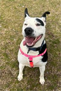 Poe at Cape May County Animal Shelter and Adoption Center