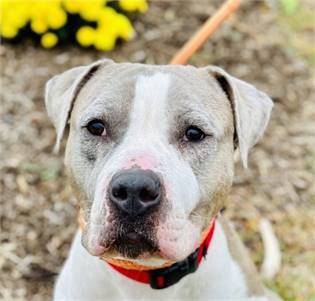 Sky the Boxer/Pit Bull Mix at the Ocean County Health Department