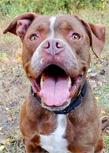 Tiger the Terrier, American Pit Bull/Mix at Homeward Bound