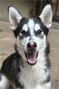 Knight the Siberian Husky at Husky House