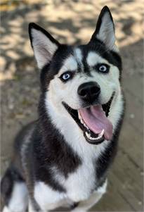 Kurama the Siberian Husky at Husky House