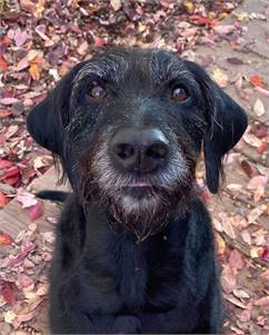 Rufus the Labrador Retriever / Poodle Mix at Husky House