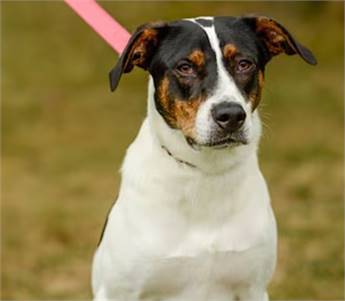 Rocco the Hound at Jersey Shore Animal Center