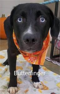 Butterfinger the Australian Cattle Dog / Blue Heeler & Husky Mix at JKRC Rescue