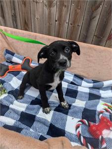 Gadget the Black Labrador Retriever & Pointer Mix at JKRC Rescue