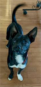 Rusty the Rat Terrier & Australian Kelpie Mix at JKRC Rescue