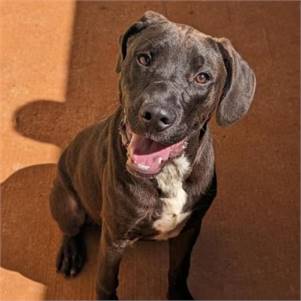 Tobey the Labrador Retriever Mix at JKRC Rescue