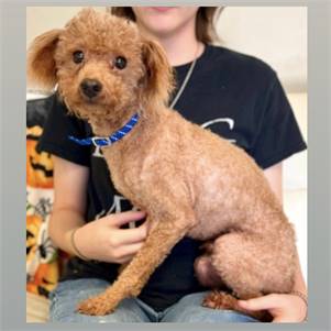 Pierre the Toy Poodle at Lost Paws Animal Rescue