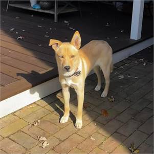 Saphie the Husky & Labrador Retriever Mix at Lost Paws Animal Rescue