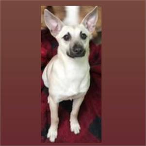 Zelda C the Terrier & Chihuahua Mix at Lost Paws Animal Rescue