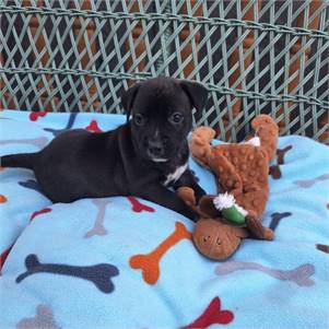 Alys the Shepherd at MatchDog Rescue