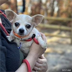 Soleil the Chihuahua at MatchDog Rescue