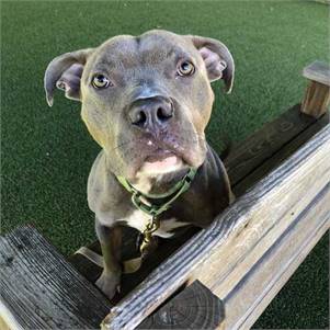 Capone the Pittie Mix at Monmouth County SPCA