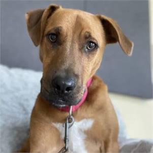 Hubert the Hound Mix at Monmouth County SPCA