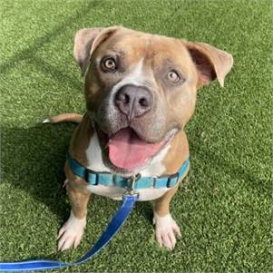 Goober the Bully Mix at Monmouth County SPCA