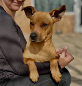 Elana the Rat Terrier / Hound Mix at No Paw Left Behind