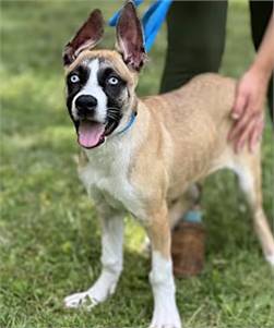 Eeyore the Australian Shepherd/Siberian Husky at O.S.C.A.R.