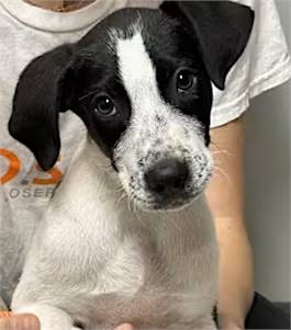 Ferdinand the Labrador Retriever/Bluetick Coonhound at O.S.C.A.R.