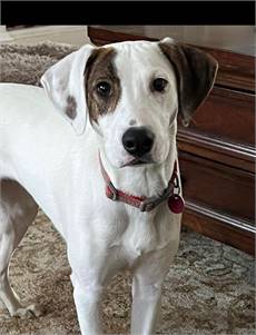 Kitana the Pointer at Puppy Love Pet Rescue