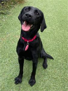 April the Labrador Retriever at Ramapo-Bergen Animal Refuge