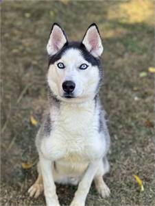 Gibbs the Husky at Rescue Ridge