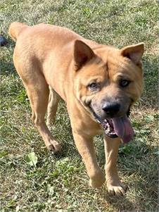 Allen the Chinese Shar-Pei/Chow Chow at St. Hubert's Animal Welfare Center