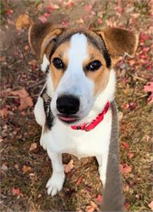 Colby the Mixed Breed at St. Hubert's Animal Welfare Center